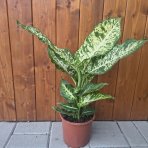 Difenbachia (Dieffenbachia seguine) ‘MARS’  - výška 40-50 cm, kont.C4L